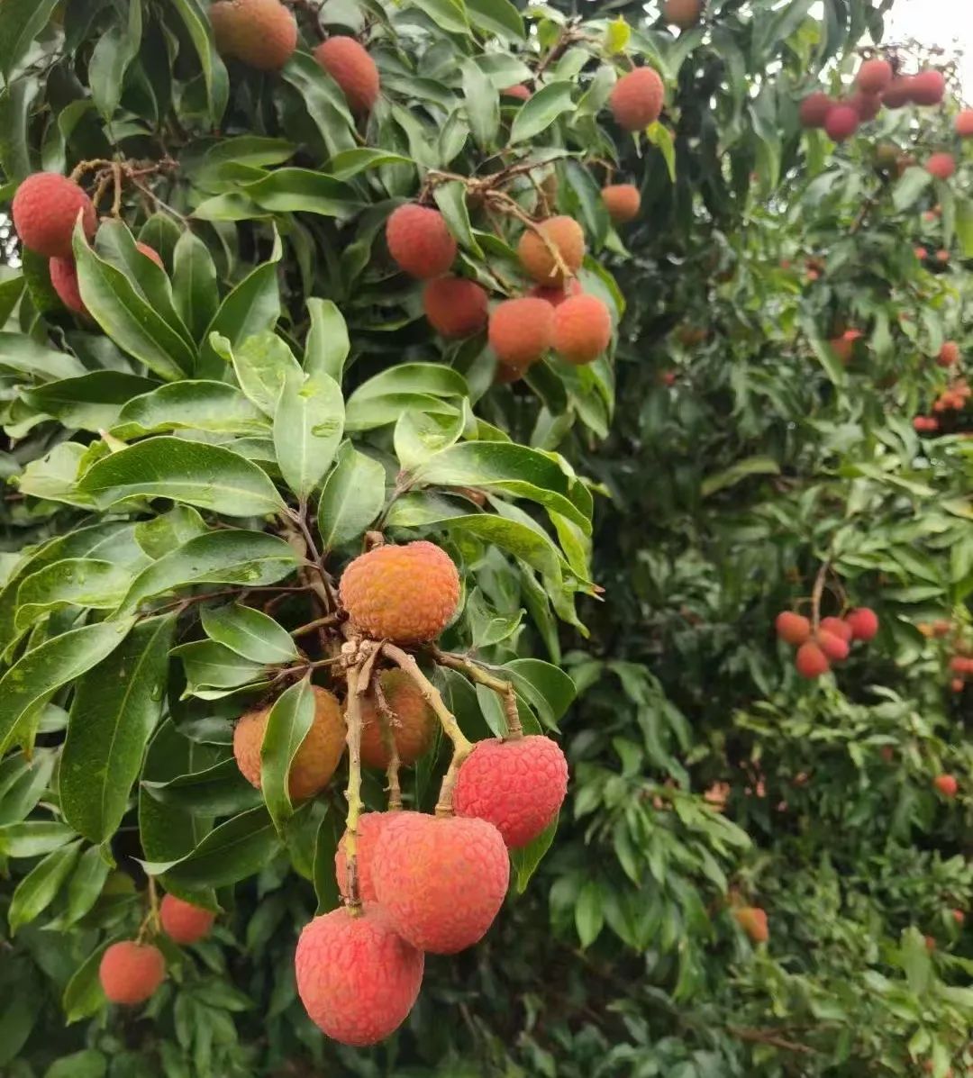 ng电子游戏(中国)官方网站